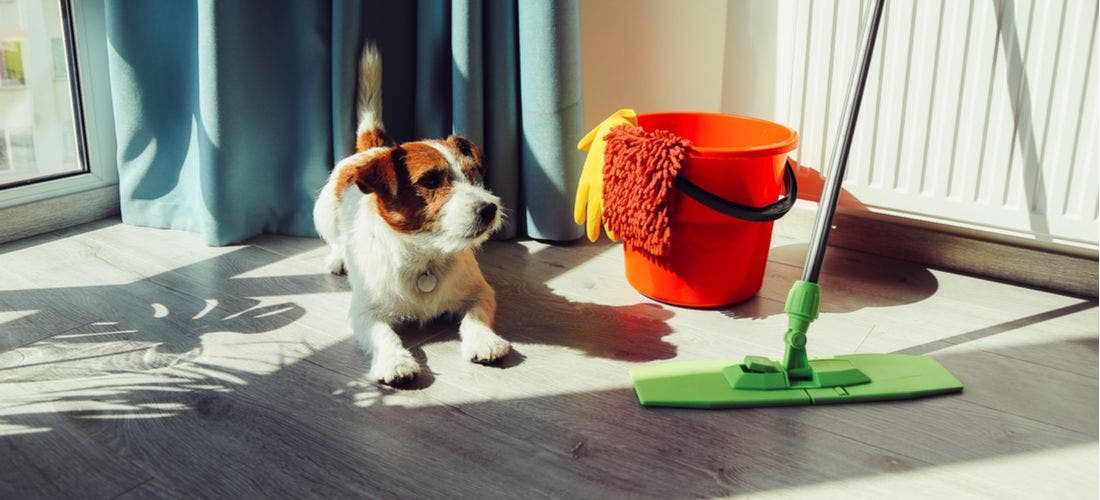 Cleaning supplies can be household dangers for dogs