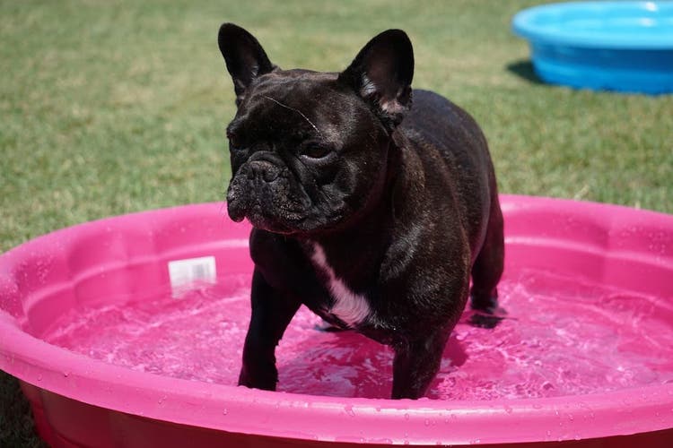 keep your dog cool