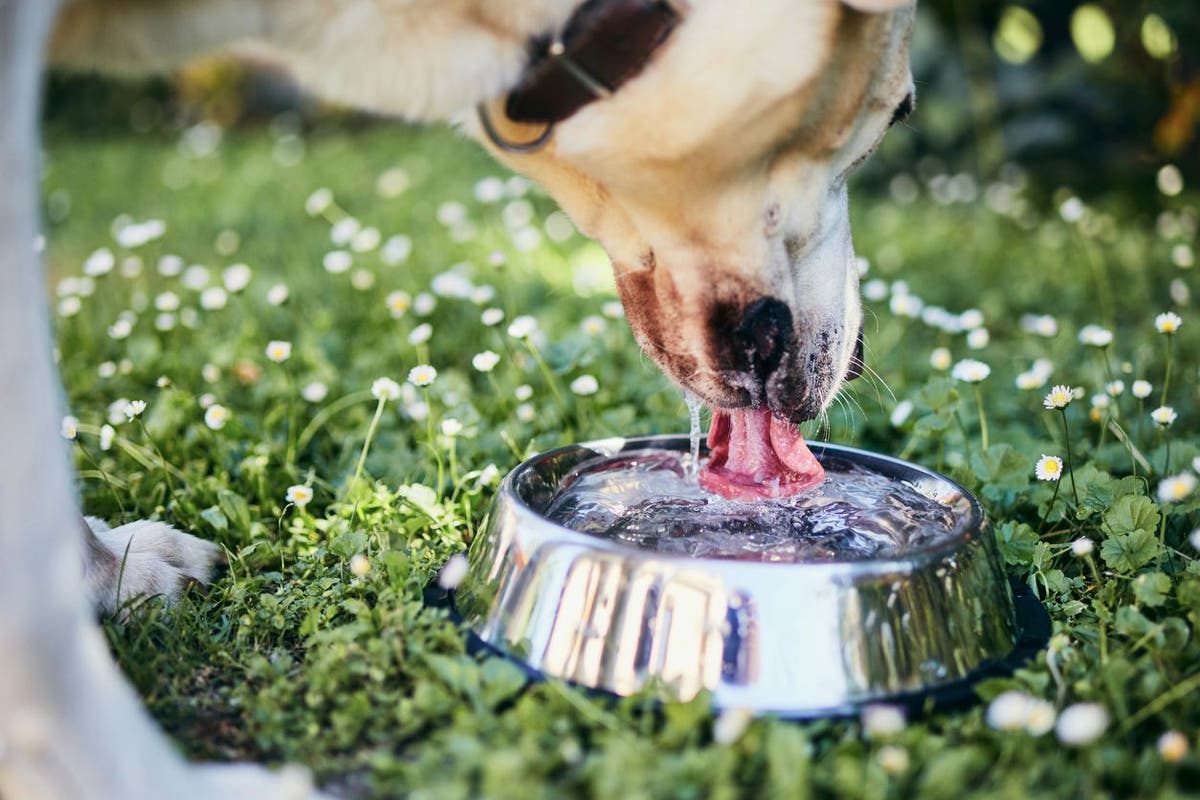 Daily drinking water for dogs