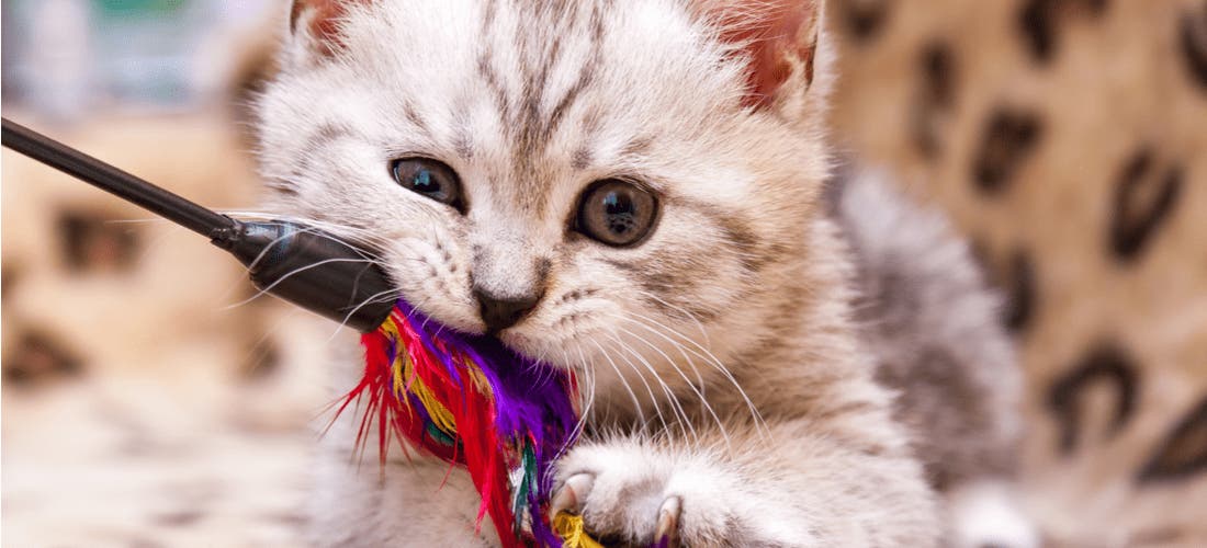 Best toys for clearance teething kittens