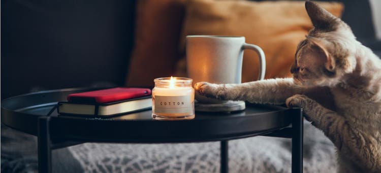 A cat reaches out to touch a candle, which is a hazard for pets.