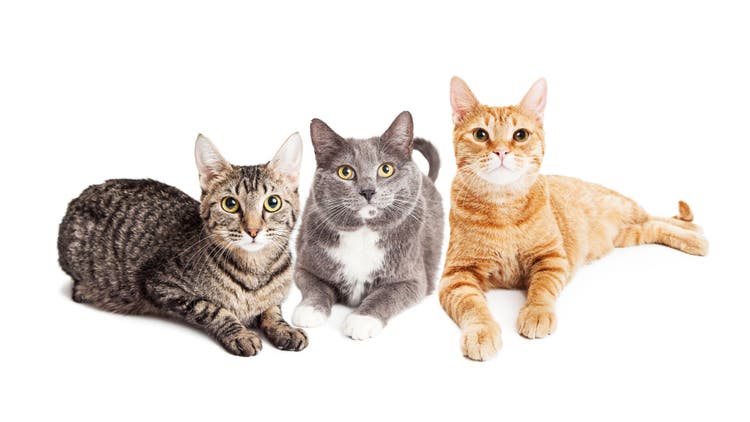 Multiple Cats household tips