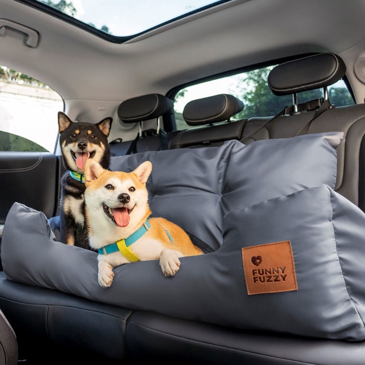 Does My Dog Need a Seat Belt? - PetPlace