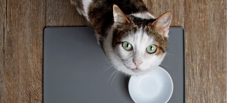 A cat waits to get food in their bowl.