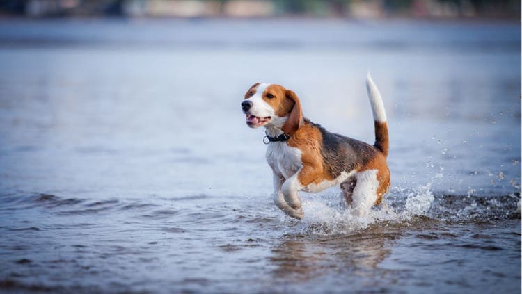A dog strolls through a body of water.