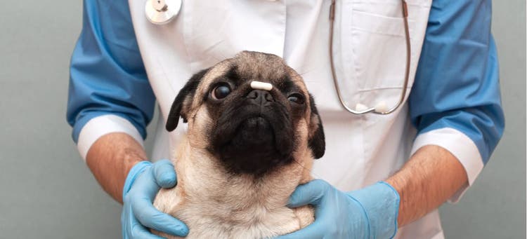 Pug balances a liver supplement on its nose.