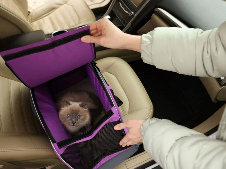 A cat inside a bag Description automatically generated