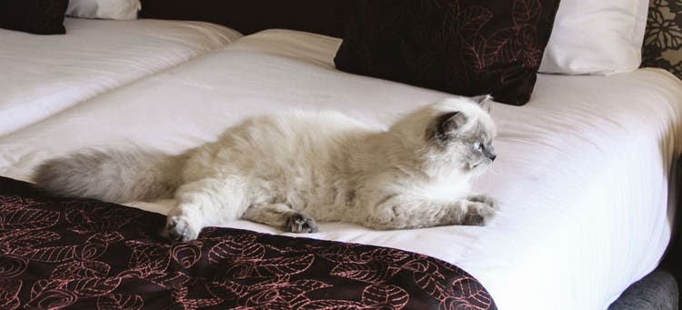 Tips for traveling with pets.