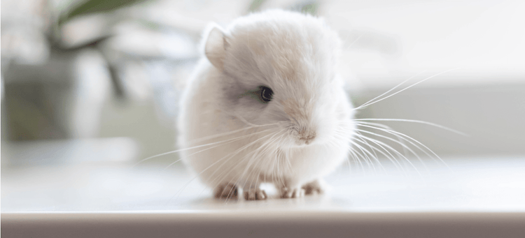 A white Chinchilla sitting on a windowsill.