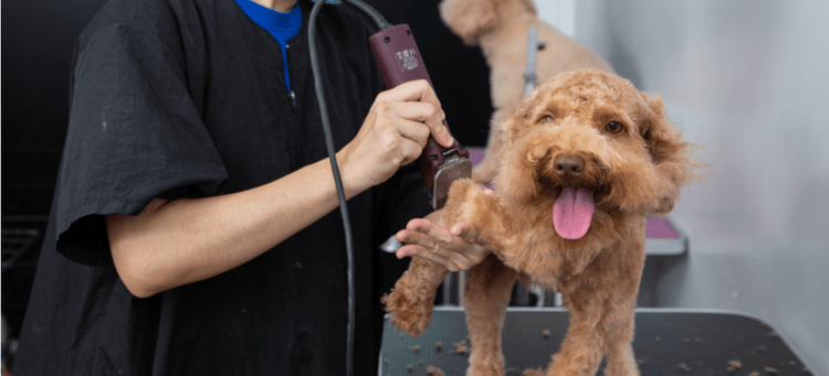 A dog gets groomed at a pet salon.