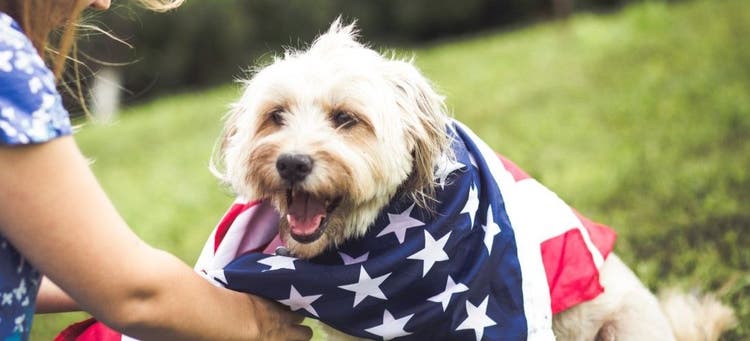 4th of July Food Safety for Pets.