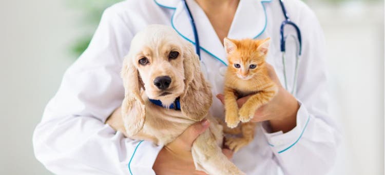 Cat and dog being held by doctor at vet appointment.