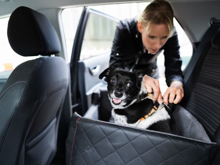 A person petting a dog in a car Description automatically generated