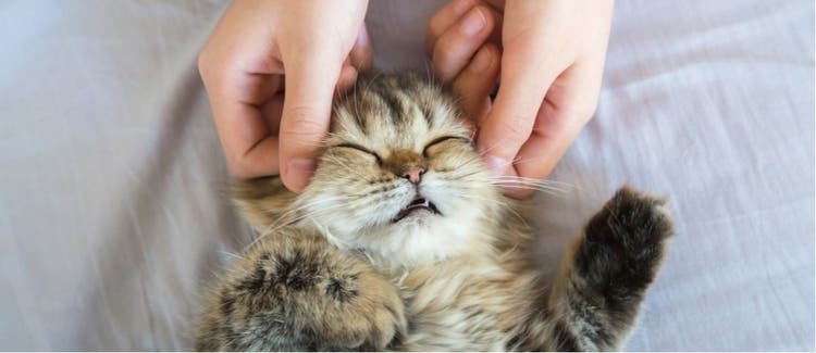 A cat receives a head massage, which is a type of holistic care.