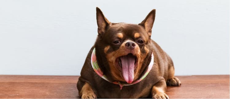 An obese chihuahua yawns and relaxes on the floor.