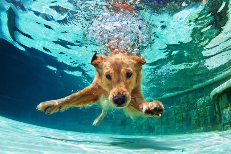 Swimming with dogs can be safe.