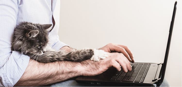 A cat during a telemedicine appointment.