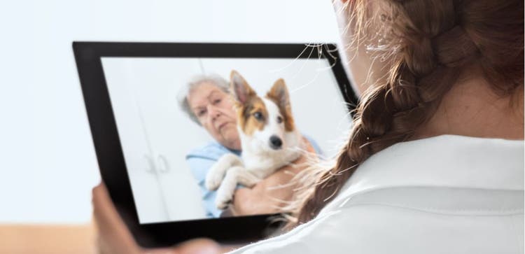 Vet on the pad, conducting a telemedicine visit with a dog.