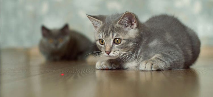A kitten playing with a laser pointer toy.