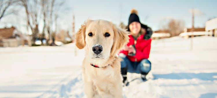 7 tips for grooming your pet in the winter.