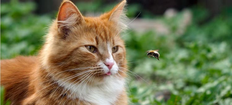 A cat watching a bee that might sting.