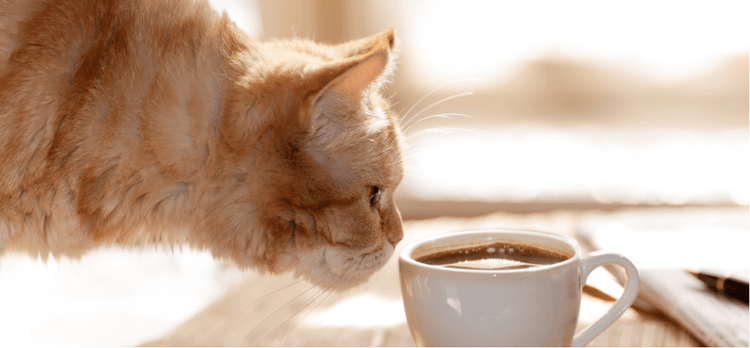 A cat sniffs a cup of coffee, which contains caffeine.