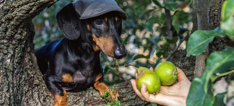 Can pets eat pears?