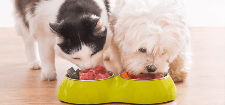 A cat and dog eating raw pet food from a shared bowl.