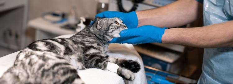 A veterinarian calms a cat before cryosurgery.