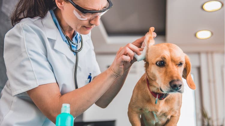 A veterinarian closely examines inside a dog's ear.