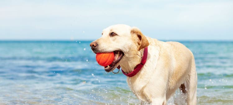 Keep your pet happy and safe this summer.