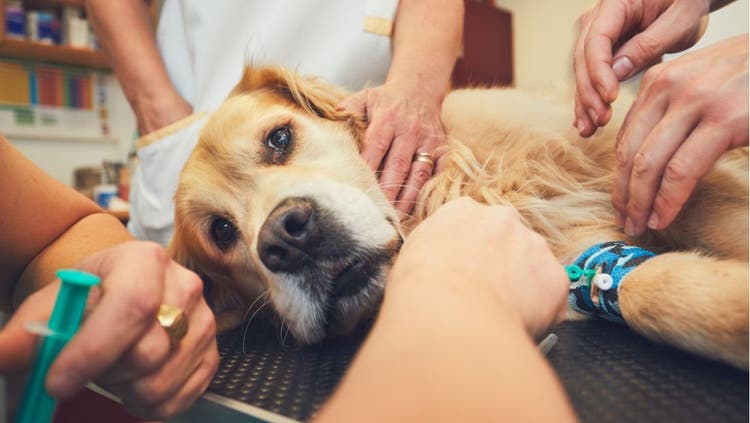 Veterinary Emergency