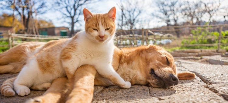 6 things to talk about with your vet during pet wellness month.