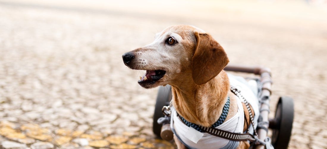 How to care for and help pets with disabilities | PetPlace.com