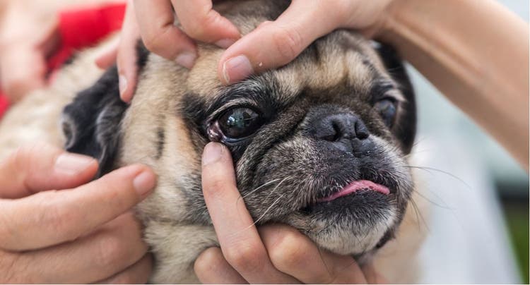 A dog gets an eye check-up from the vet.