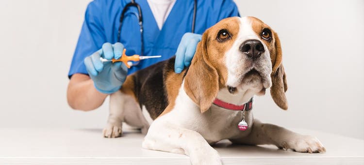 Let's debunk common misconceptions about microchips.