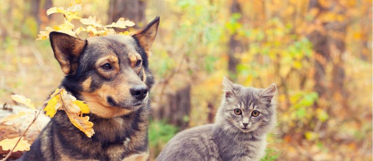 A cat and dog play in the fall leaves.