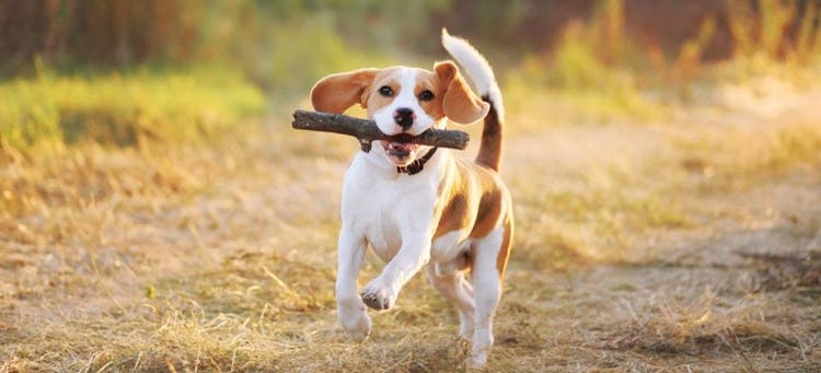 Importance of play for pets.