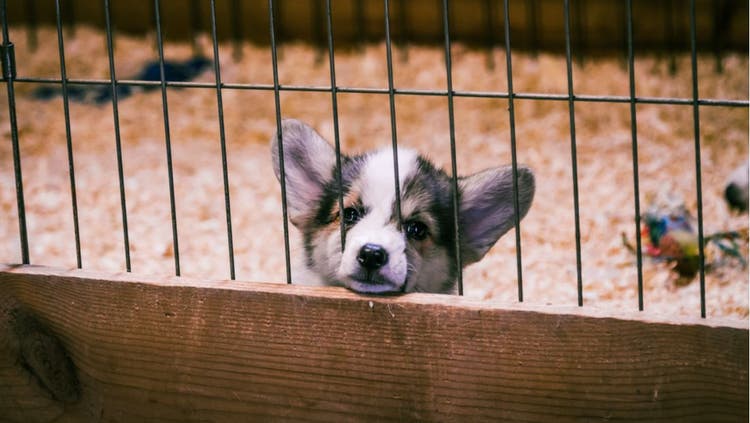 Puppy in Cage