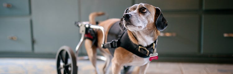 A dog wearing a harness AI-generated content may be incorrect.