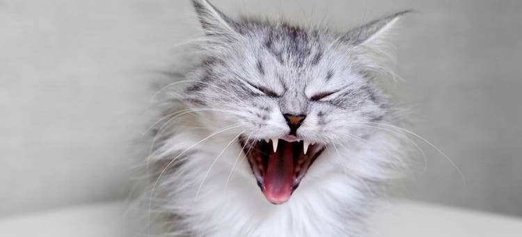 Dental care is an essential part of a cat's health.