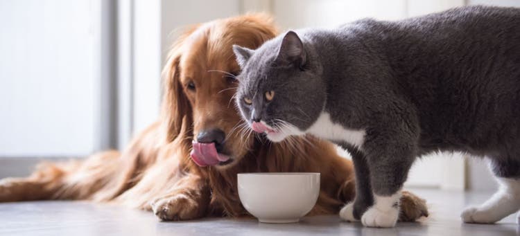 Dog and cat flavor profiles are quite similar to those enjoyed by humans.