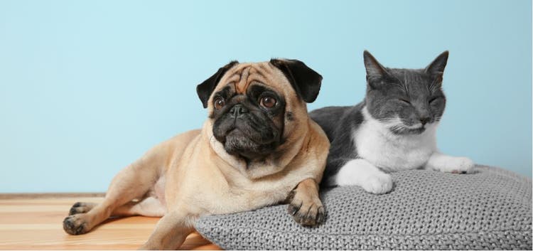 A dog and cat snuggled up on a pillow.