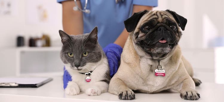 When your pet should have a vet visit.