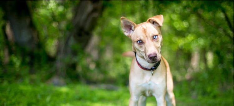 A mixed-breed dog with sectoral heterochromia.