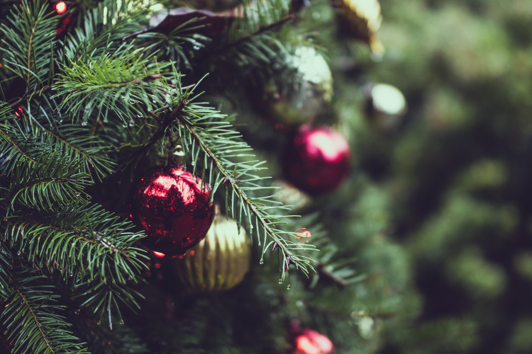 A close up of a tree Description automatically generated