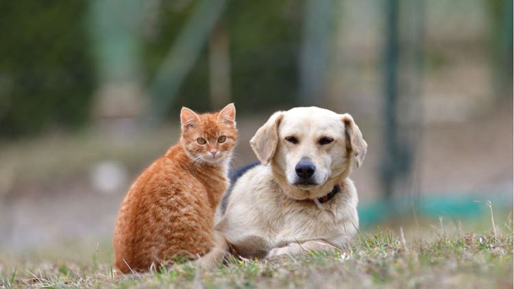 A dog and a cat resting together.