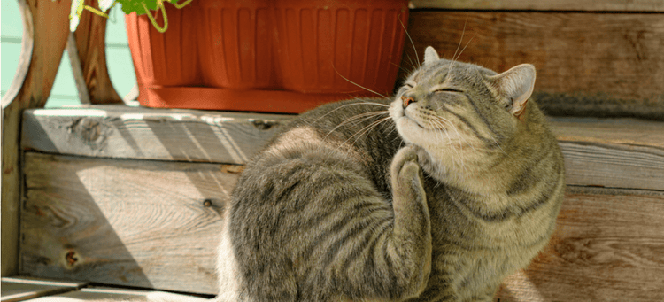 A cat sits outside and scratches itself. Could it have fleas?