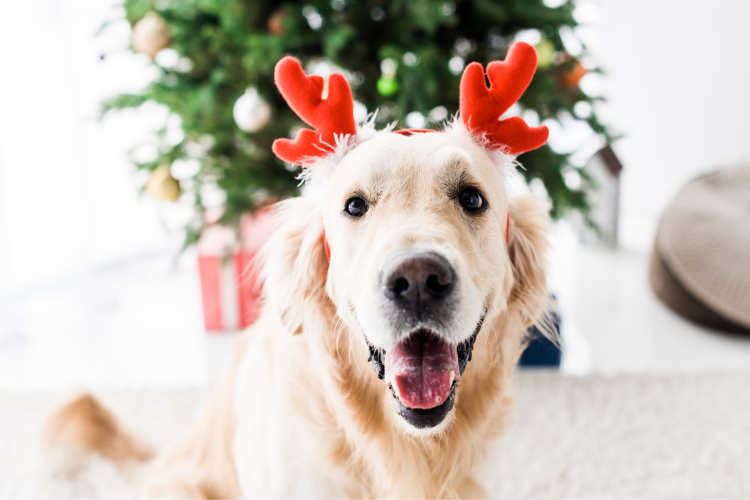 A dog wearing a reindeer antlers Description automatically generated