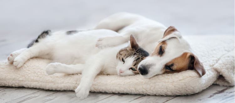 Pyruvate kinase deficiency can lead to lethargy and weakness in pets.